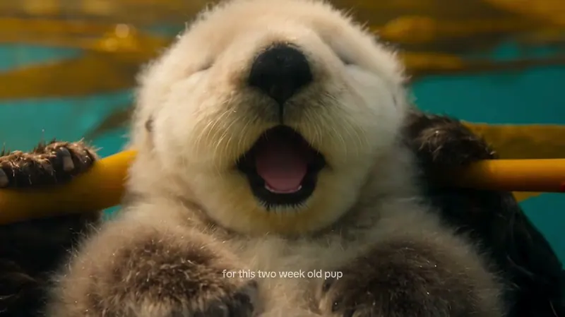 Sea Otter Nature Documentary with Narration preview